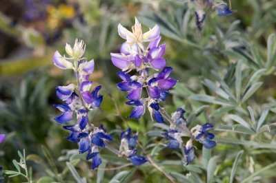 Lupinus albifrons, Silver Lupine