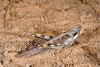 Schistocerca nitens, Gray Bird Grasshopper