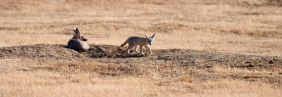 Chap. 7-50, San Joaquin Kit Foxes