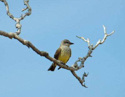 Western Kingbird