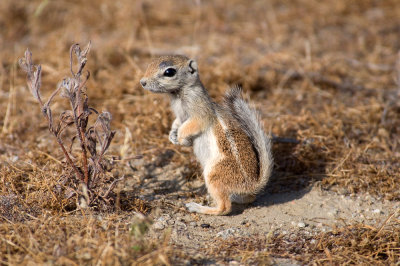Chap. 7-48, Antelope Ground Squirrel