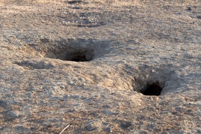 Kit Fox Den