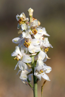 Delphinium gypsophilum ssp. gypsophilum, Gypsum Loving Larkspur