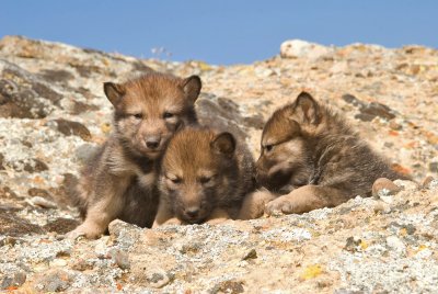Wolf Puppies