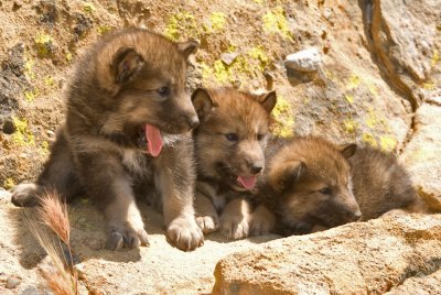 Wolf Puppies