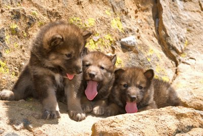 Wolf Puppies