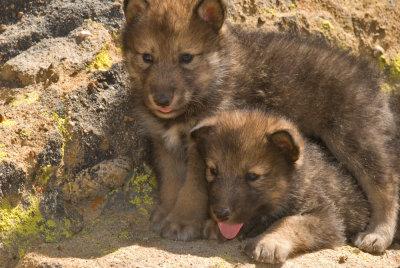 Wolf Puppies