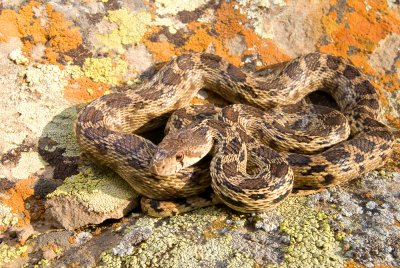 Pituophis catenifer, Gopher Snake