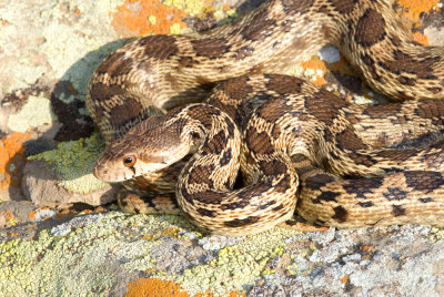 Chap. 7-52, Pituophis catenifer, Gopher Snake