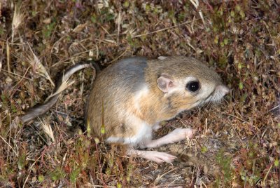 Chap. 7-49, Dipodomys ingens, Giant kangaroo Rat