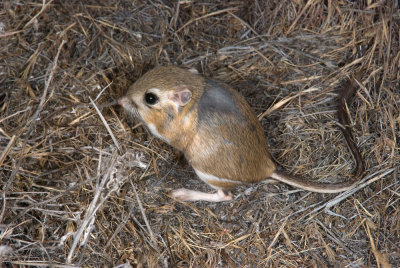 Dipodomys ingens, Giant kangaroo Rat