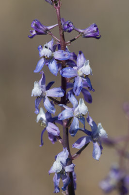 Delphinium recurvatum, Valley Larkspur