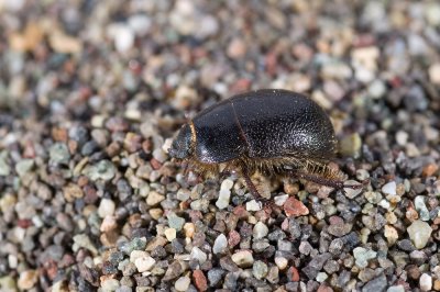 Coelus globosus, Globose Dune Beetle