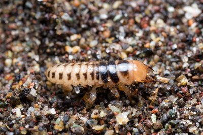 Thinopinus pictus, Pictured Rove Beetle larva