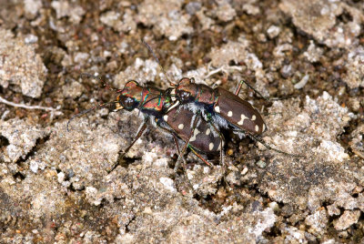 Cicindela oregona, Western Tiger Beetle, female ovipositing