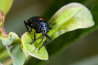 Largus californicus, Margined Plant Bug nymph