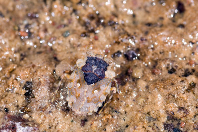 Gelastocoris sp., Toad Bug