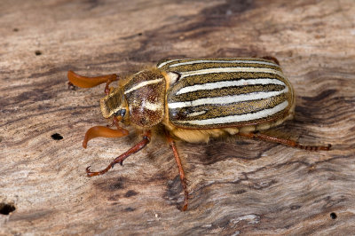 Ten-lined June Beetle, Polyphylla decemlineata