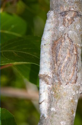 Catocala aholibah, Underwing Moth Larva