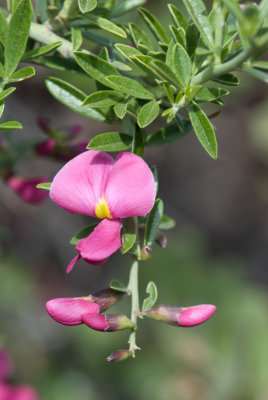 Chaparral Pea,  Pickeringia montana