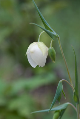 Calochortus albus; Fairy Lantern; Globe Lily