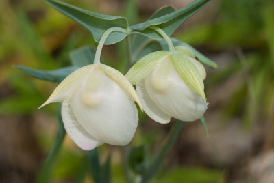 Calochortus albus; Fairy Lantern; Globe Lily