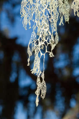 Chap. 7-14, (Valley Oak) California lace lichen