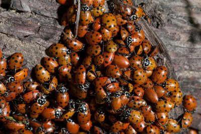 Chap. 9-21, Hibernating Ladybird Beetles