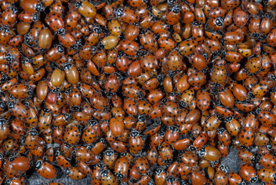 big-pine-b--07.jpg