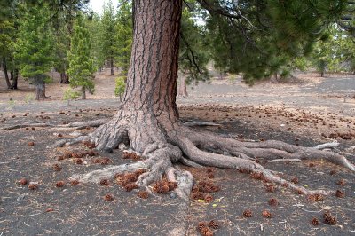 shallow root system of Jeffrey Pine