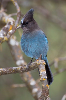 Stellars Jay-3.jpg