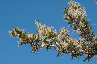 mountain-mahogany-1.jpg