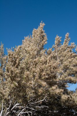 mountain-mahogany-3.jpg