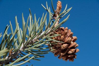 Chap. 7 Pt. II-1, Singleleaf pinon-1.