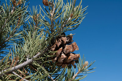 singleleaf-pinon-2.jpg