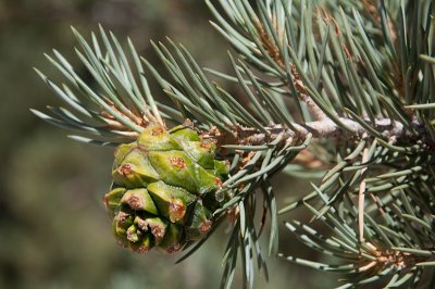 singleleaf-pinon-3.jpg