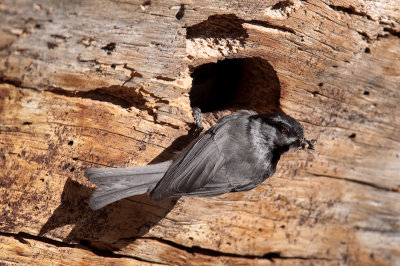 Mountain Chickadee