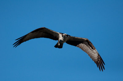 Osprey, Shasta
