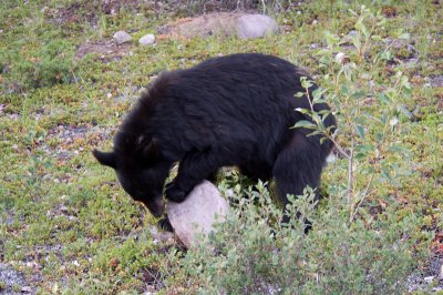 Black Bear looking for grubs, Jasper