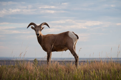 Big Horn Sheep, Badlands N.P., S.D.
