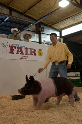 Livestock Auction, county fair in Wyoming