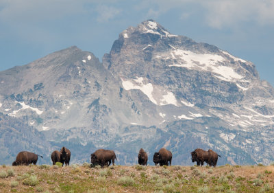 Bison Herd, Grand Teton N.P., Wyoming