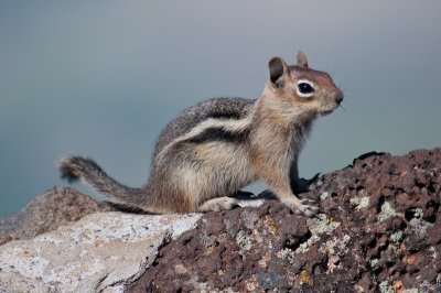Juvenile Golden Mantle Ground Squirrel, Grand Mesa