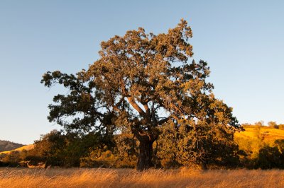 Chap. 7-09, Valley Oak