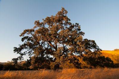 Valley-Oak-2-Sedgwick.jpg