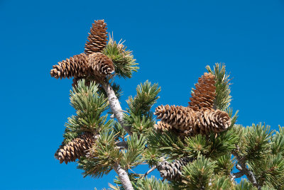 Limber Pine-4.jpg