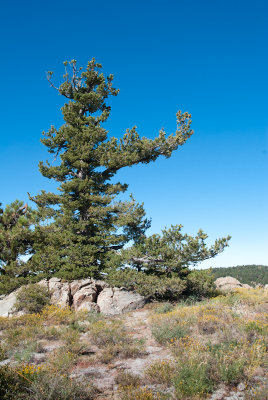 Limber Pine-5.jpg