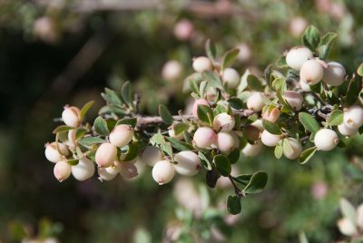 Chap. 8-16, Parish's Snowberry-2