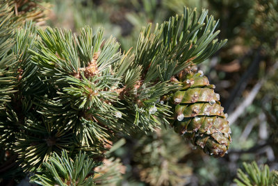 Limber Pine-8jpg
