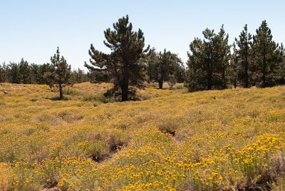 Chap. 8-15, Limber Pine & Rabbit Brush
